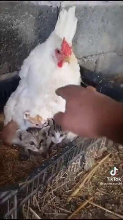 They found a new caretaker..