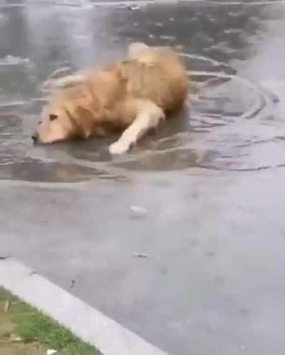 What kind of fish is this?