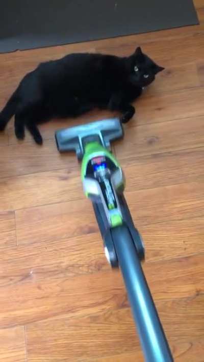 Chonky boi doesn’t care if you need to clean.