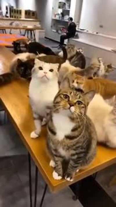 “Be quiet, I’m the cat union rep here”