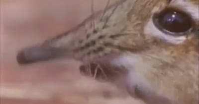 Boss roar is definitely the sound of all time