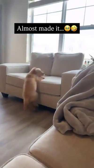 puppy almost makes it to the couch