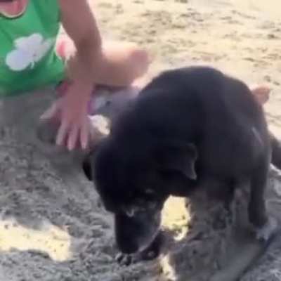 He may be old, but he still loves to dig a hole on the beach..