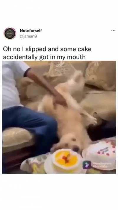 The dog knew the game he was playing and played it perfectly