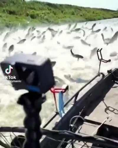 metalcore fish / ssighborggg meme