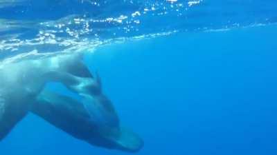 Sperm whale Pod adopts deformed dolphin
