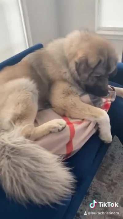 Unit trying to be a lapdog on a child