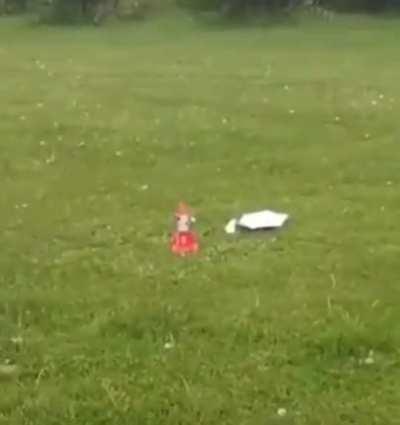 Thank goodness he saved the poor cat