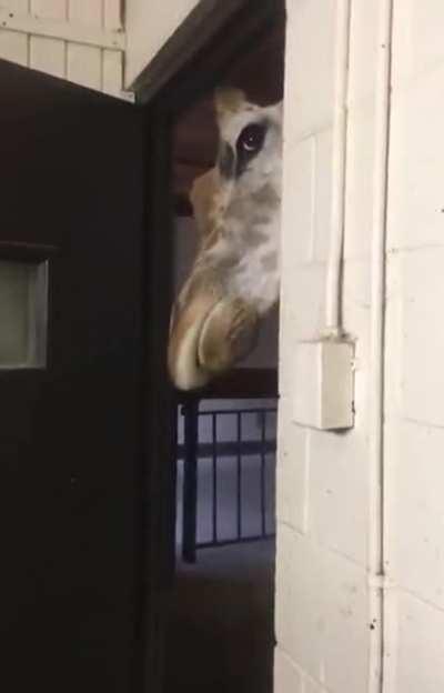 The animatronics are getting better and better