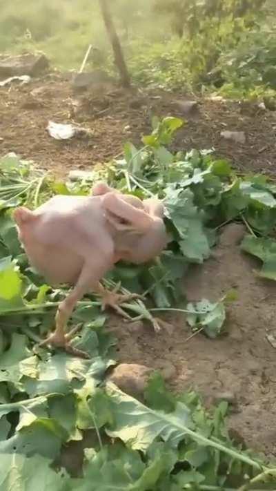 Featherless chicken 