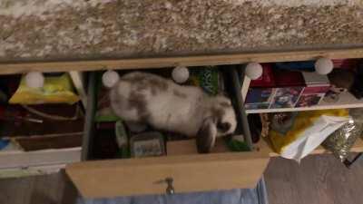 I’m not kidding when I say she climbs in the cabinet and finds her way into the drawer where I store the pet supplies