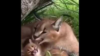 Big Floppa and his son :] have a nice day and be kind. Take it from me, and ⛄ chill out ⛄😼