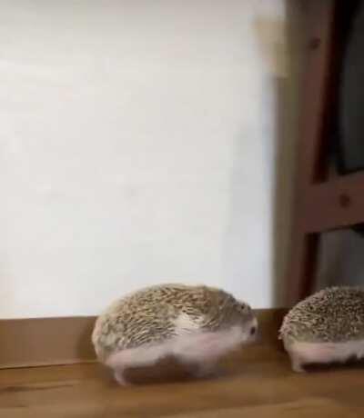 Following its friend everywhere