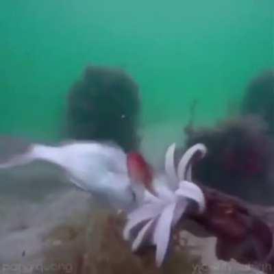 The way its mouth opens