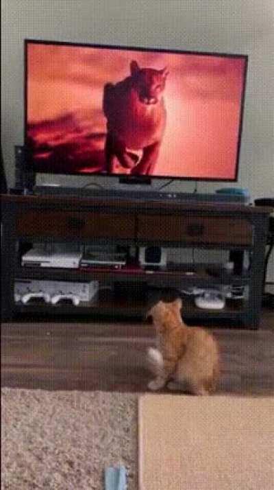 Big TV floof vs little kitty floof