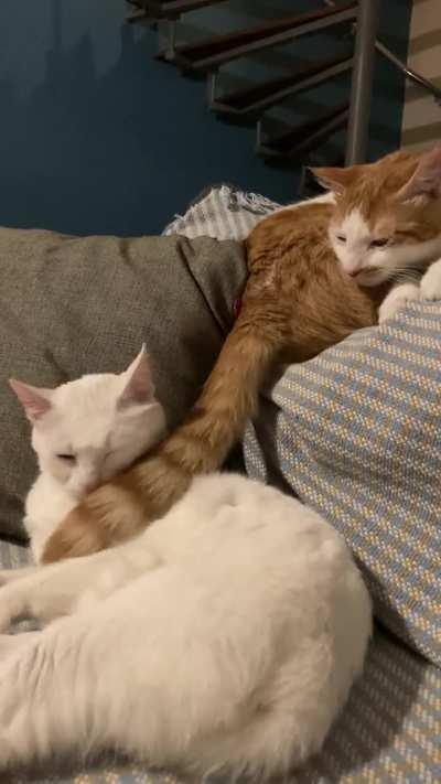 One braincell is enough to annoy his lovely sister