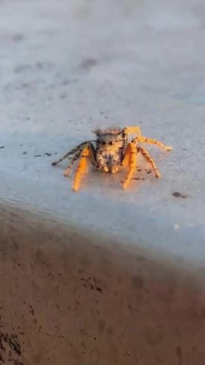 One of the coolest moments I’ve ever caught on vidya