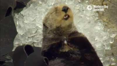 Sea otter eats ice cubes a little too quickly