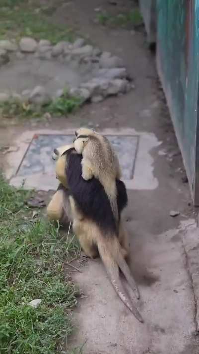 Male anteater carrying both his partner and their child on his back
