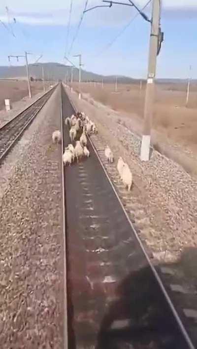 Almost ended up on a dinner plate