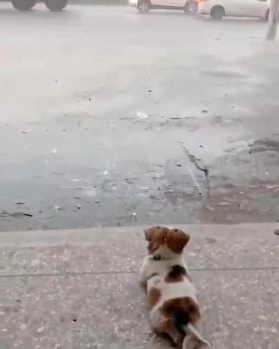 Te amo perrito que ve la lluvia ❤️