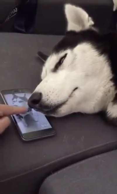 Спящий Хаски