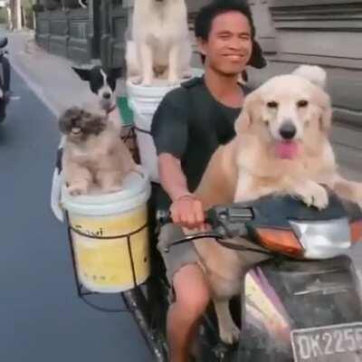 Giving Dogs A Ride