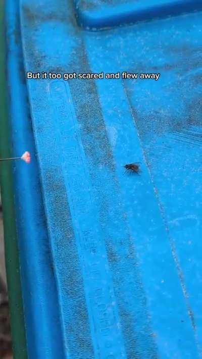 A field guide for kissing bugs