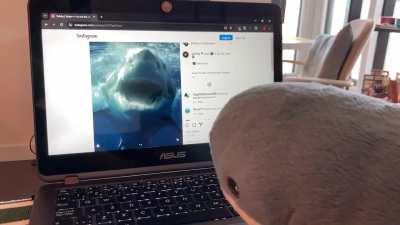 Blahaj watching his full potential