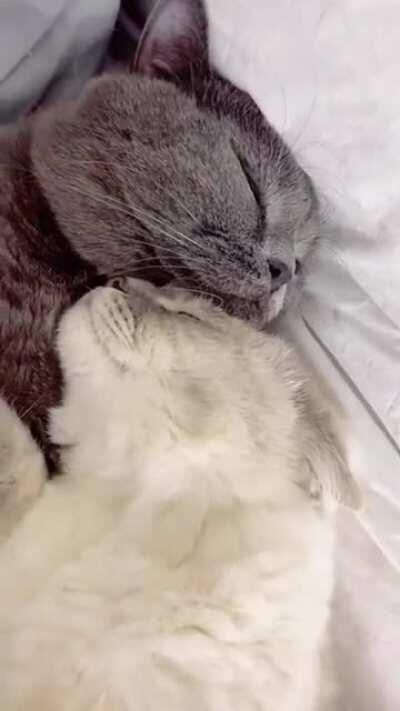 Cuteness Overload 😻