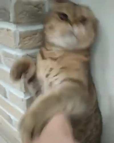 HMC Don’t mess with Cat Lee!! 😍😂