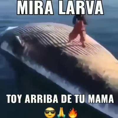 Las ballenas pueden explotar