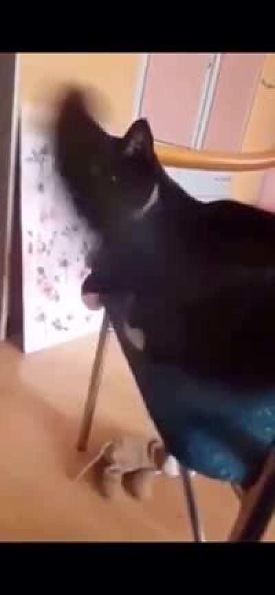 CaTTo kiLLeD itSelF WiTH hEr oWN FucKinG TaiL