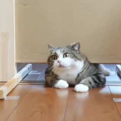 Chonk has no obstacles