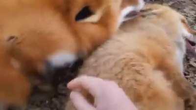 Laughing red foxes. Better with sound on