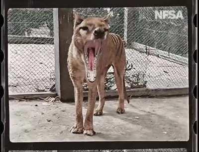 The NFSA has released colourised footage of the last known surviving Thylacine