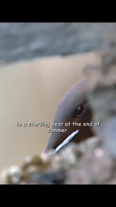 A Desperate Polar Bear Raids A Cliffside Sea Bird Colony In Summer