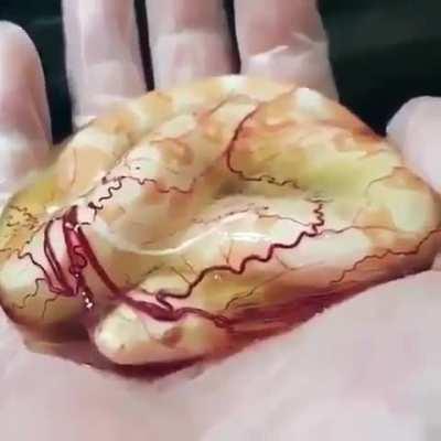🔥 A constrictor boa still in its amniotic sac