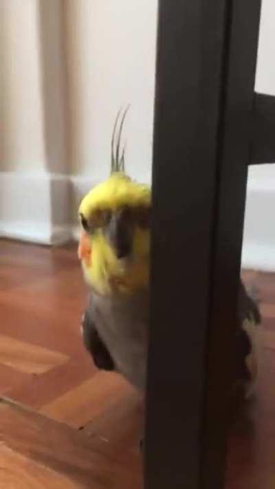 Hitbird has mastered the art of disappearing