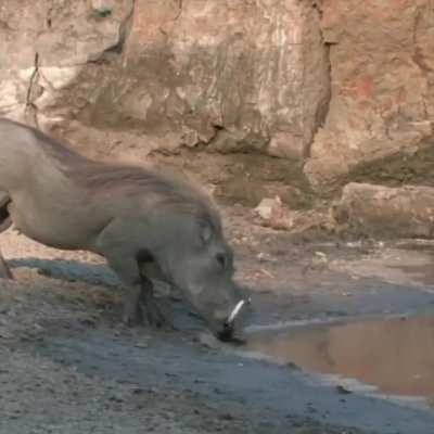 Warthog’s incredible reflexes