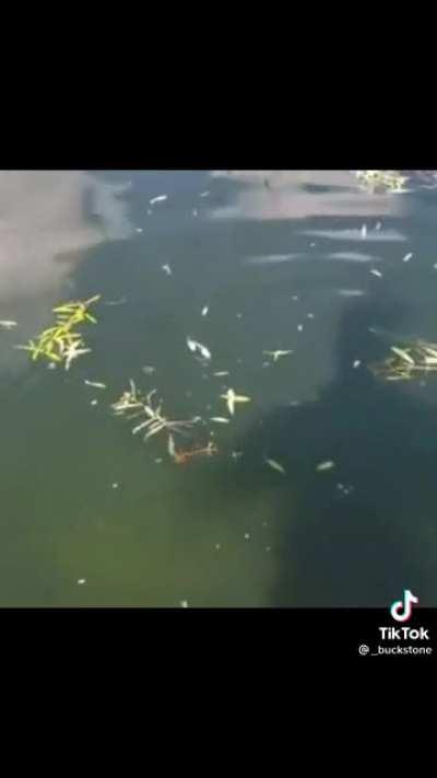 Sana umabof sa 500 up vote