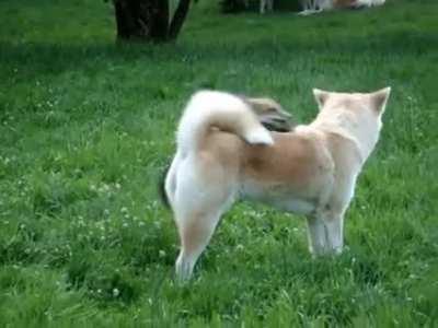 A quick brown fox jumps over the lazy dog