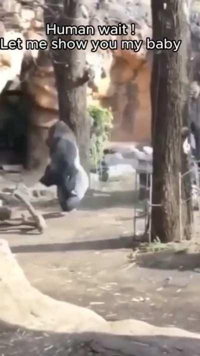 Gorilla and Mother Exchange Baby Introductions