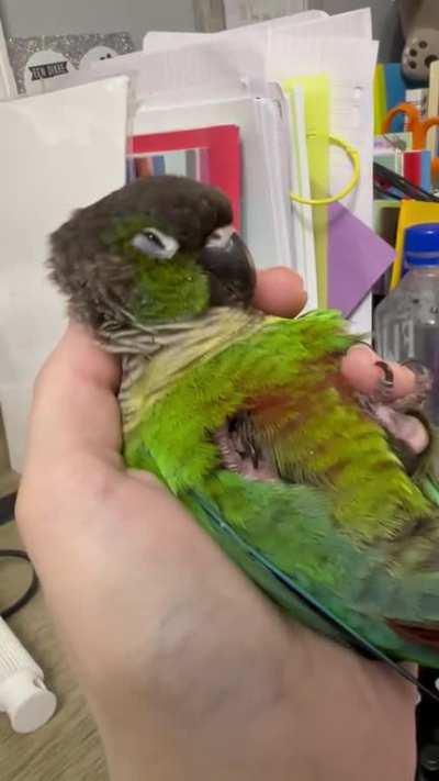 She loves scritches before bedtime