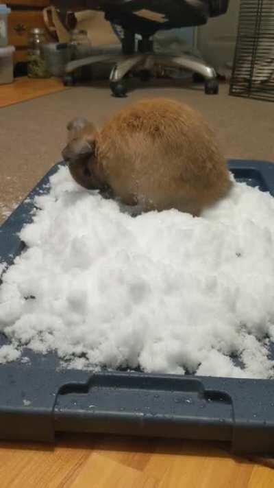 Shhh don't disturb Nougat, he's making a Snowbun❄️