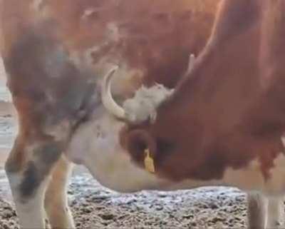 Title is drinking milk 