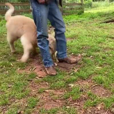 What a happy milk doggo