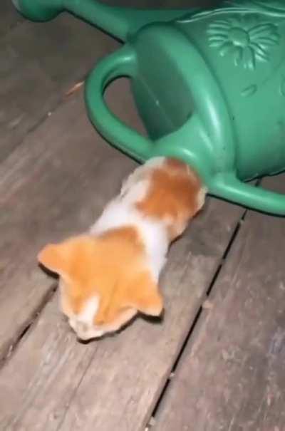 Y’all, I was messing around with felimancy and made this. How do I make it stop? I have 400 kittens now