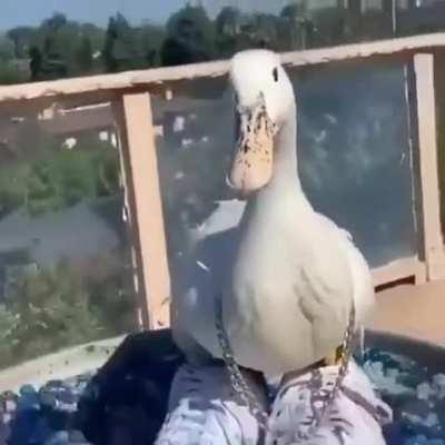 They say it's drip 💎 or drown 😵 Good thing I can swim 🦆🏊🏿‍♂️