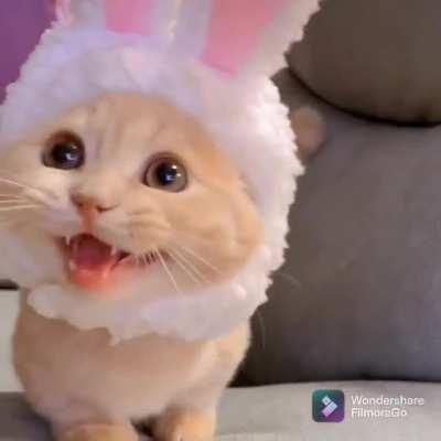 Bunny cat